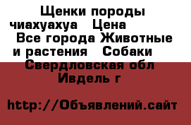Щенки породы чиахуахуа › Цена ­ 12 000 - Все города Животные и растения » Собаки   . Свердловская обл.,Ивдель г.